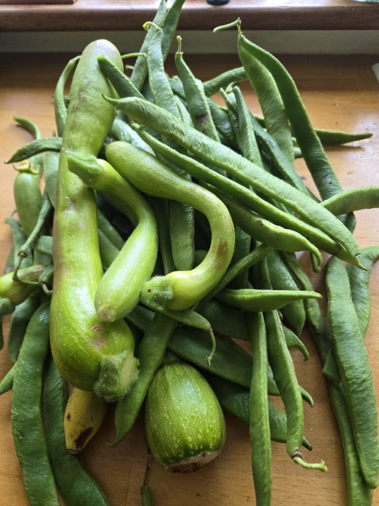 Wyndford crop courgettes and runner beans September 2026