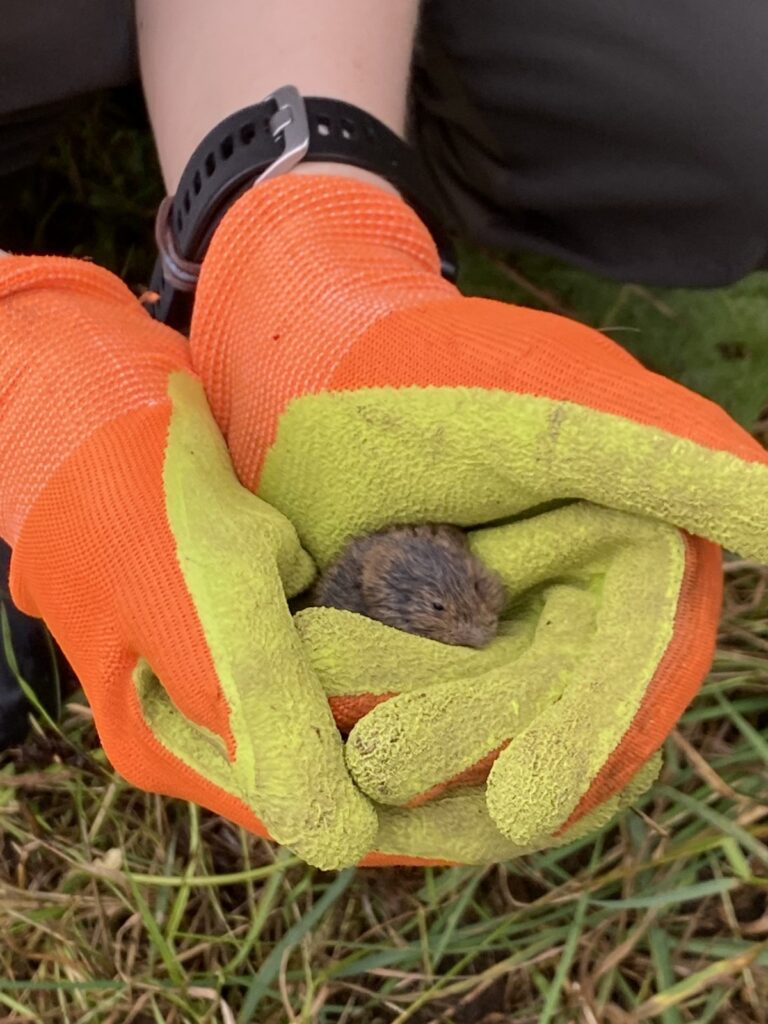 Grow Wild ⓒ RBG Kew We saw 3 Voles (I wonder how many we did not see!) in wild flower meadow 2026 09 12