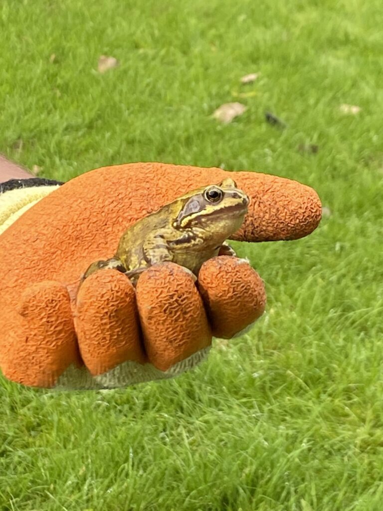 Grow Wild ⓒ RBG Kew We saw 2 toads (i wonder how many we did not see!) in wild flower meadow 2026 09 12