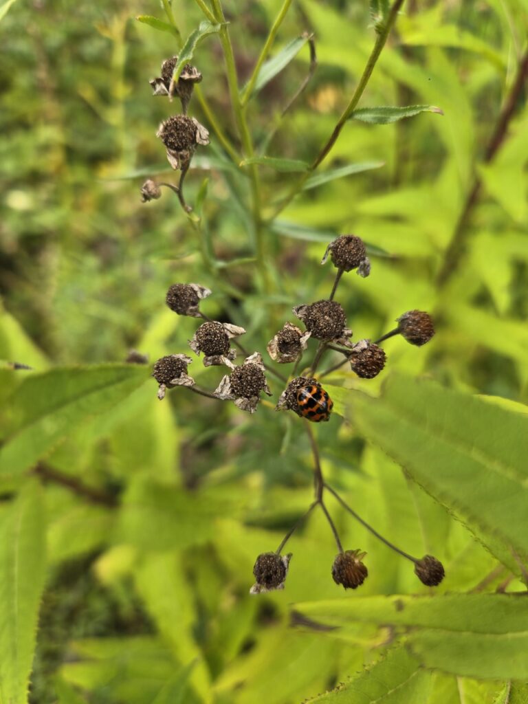 Ladybird Wyndford October 2026