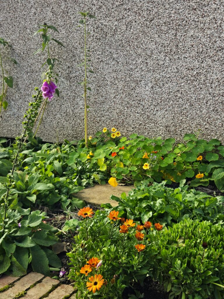 Wyndford raised nursery bed October 2026