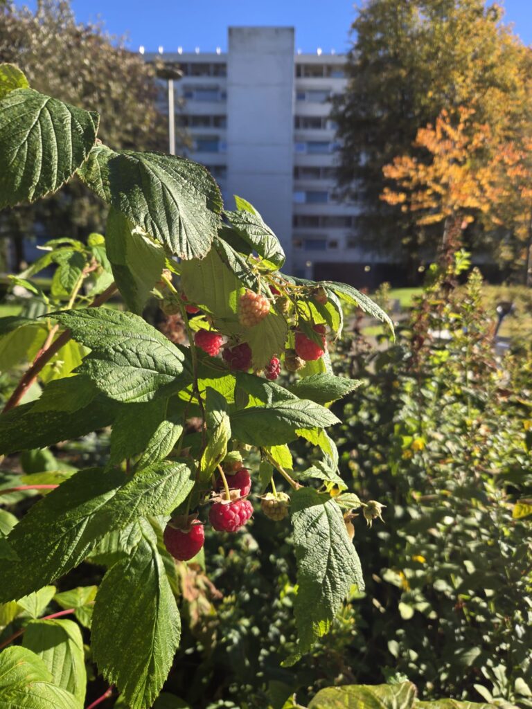 wgg raspberries carrbridge drive october 2026