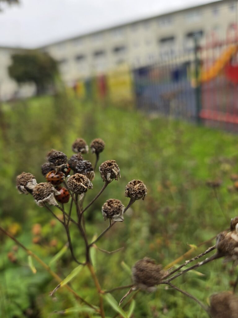 3 Ladybirds Wyndford October 2026