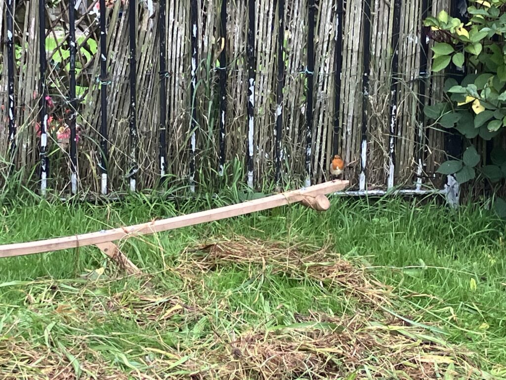 A robin popped in to say hello on our scything day